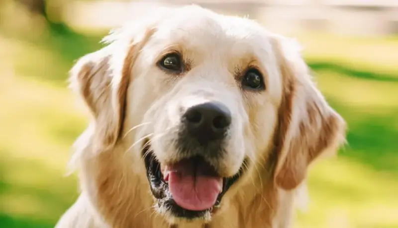 Best Dog Breeds for Families in the USA Golden Retriever