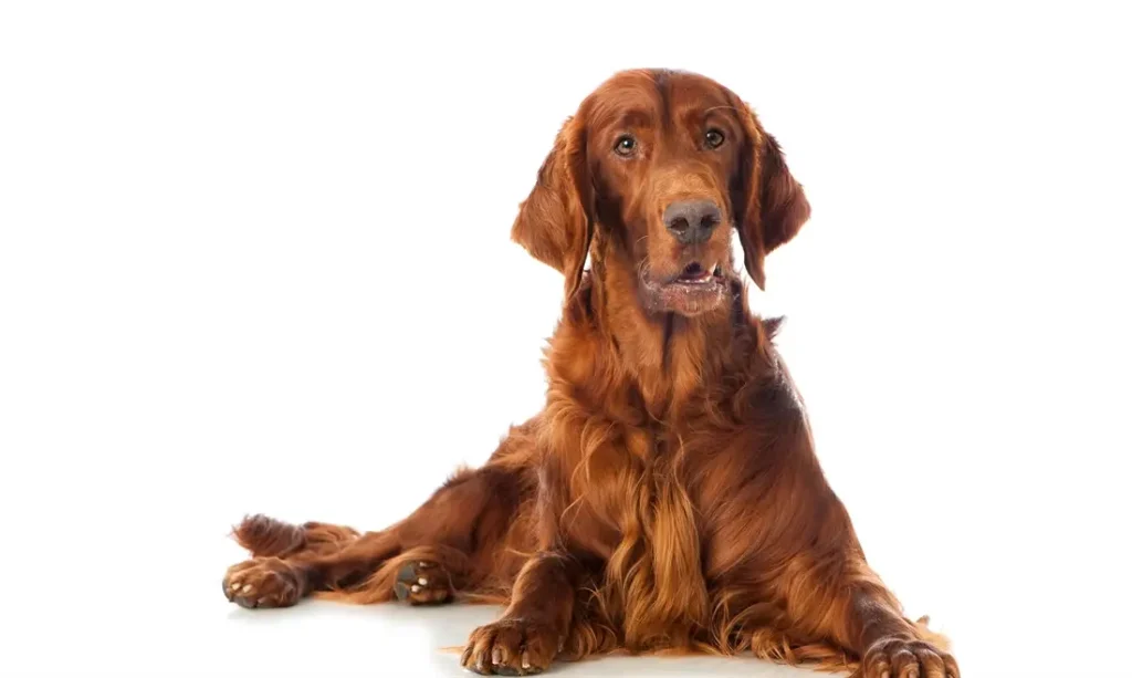 Best Dog Breeds for Families in the USA Irish Setter