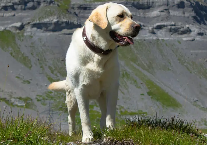 Best Dog Breeds for Families in the USA Labrador Retriever