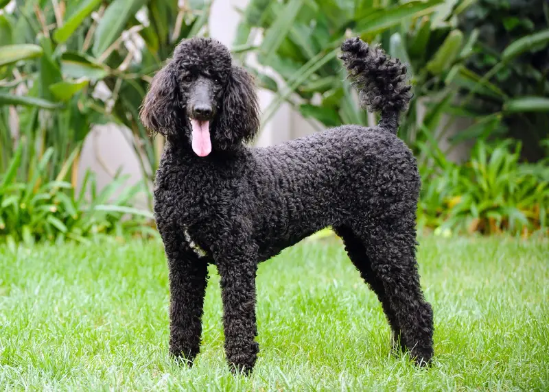 Best Dog Breeds for Families in the USA Poodle