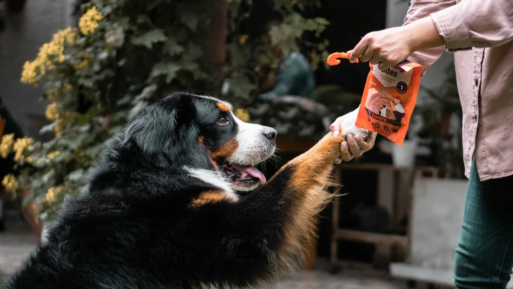 Sit, Stay, Come- Train Your Dog the Smart Way with These Simple Tips Reward recall behavior