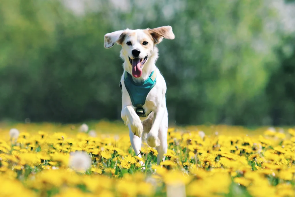 Sit, Stay, Come- Train Your Dog the Smart Way with These Simple Tips Trained dog