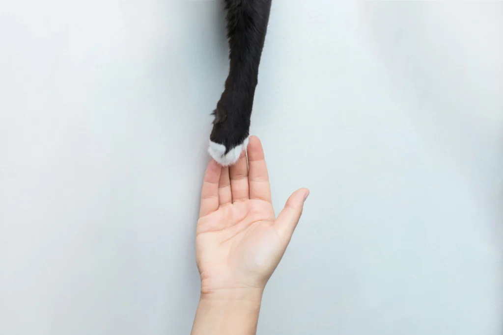 Sit, Stay, Come- Train Your Dog the Smart Way with These Simple Tips Teaching your pet