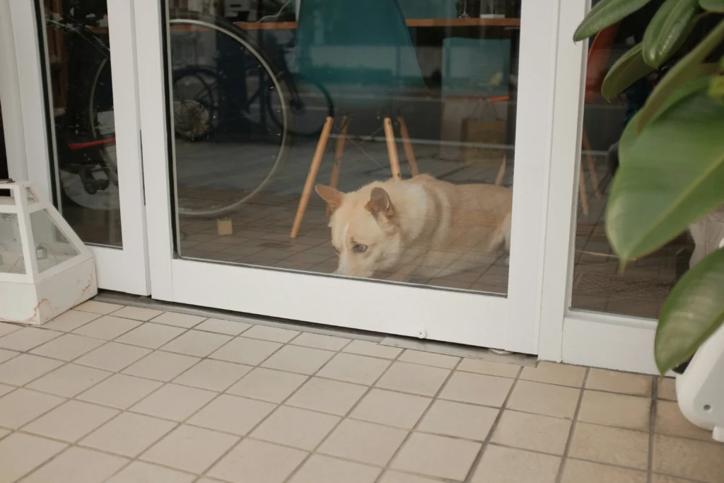 Sit, Stay, Come- Train Your Dog the Smart Way with These Simple Tips Increase stay duration