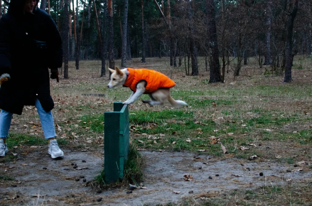 Sit, Stay, Come- Train Your Dog the Smart Way with These Simple Tips Distance stay training