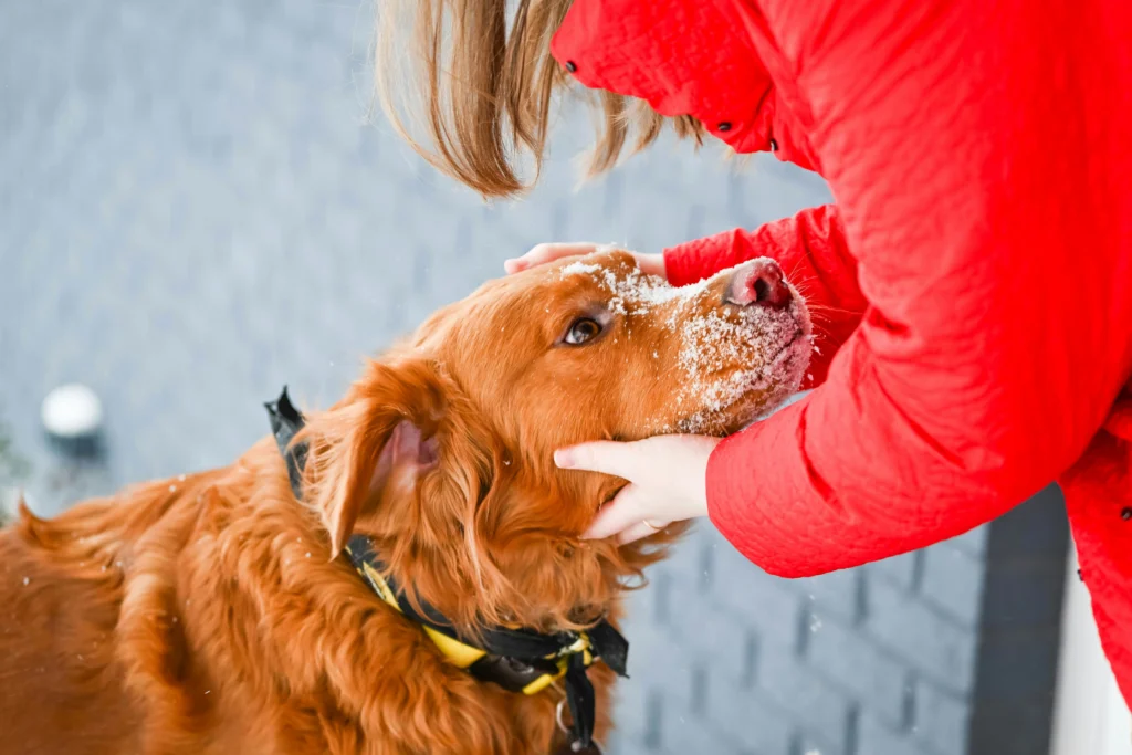 Sit, Stay, Come- Train Your Dog the Smart Way with These Simple Tips Training