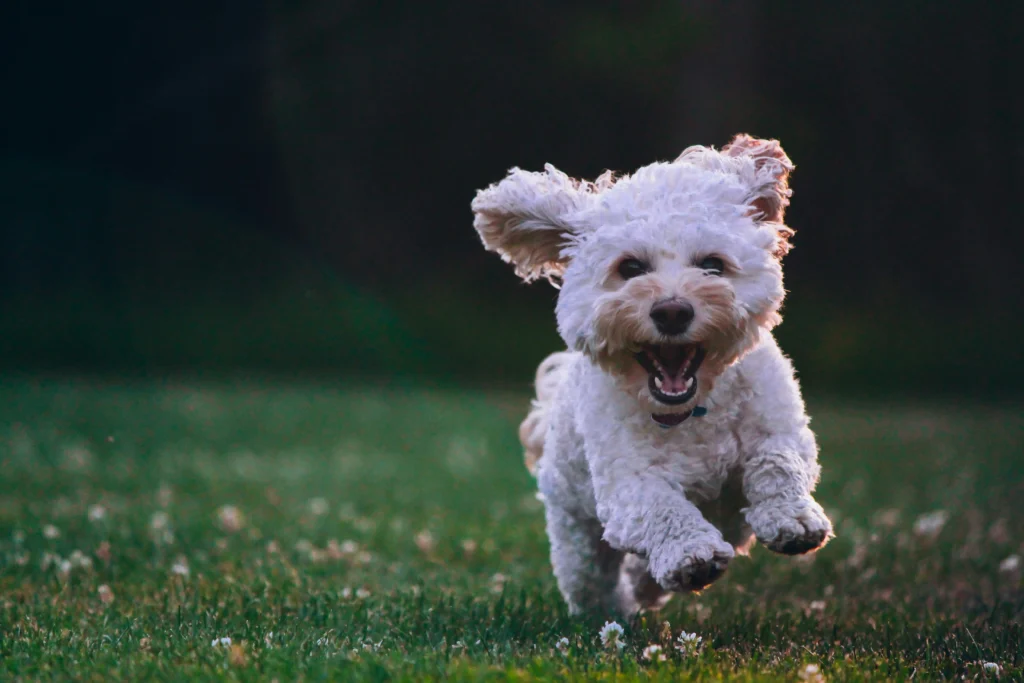 Sit, Stay, Come- Train Your Dog the Smart Way with These Simple Tips Come when called