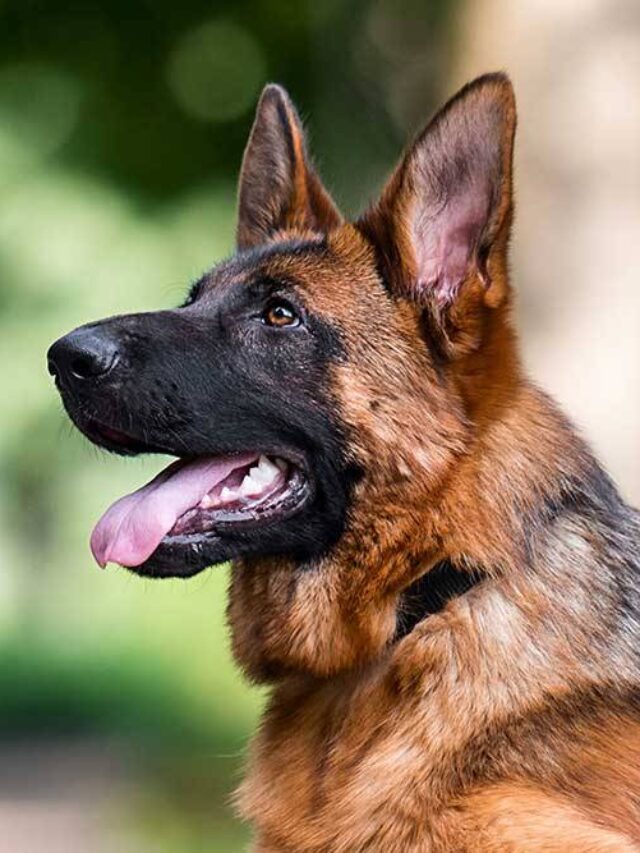 10 Shocking Facts About German Shepherds in the USA