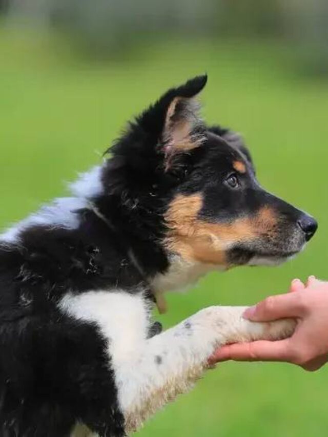 10 Simple Dog Training Tips at Home That Work in the USA