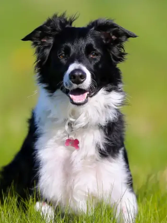 Adventurous Dog Breeds