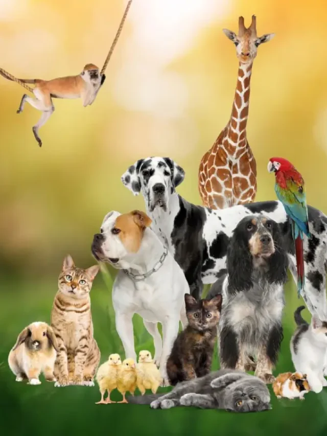 Animals for Pets