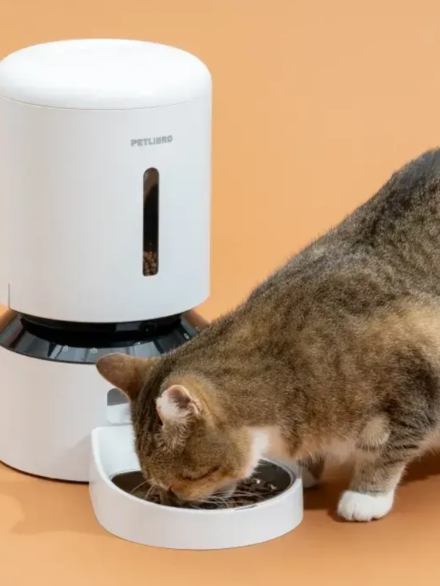 Best Automatic Cat Feeder