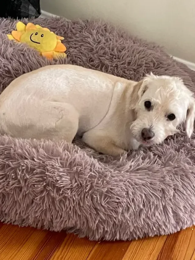 Best Dog Beds