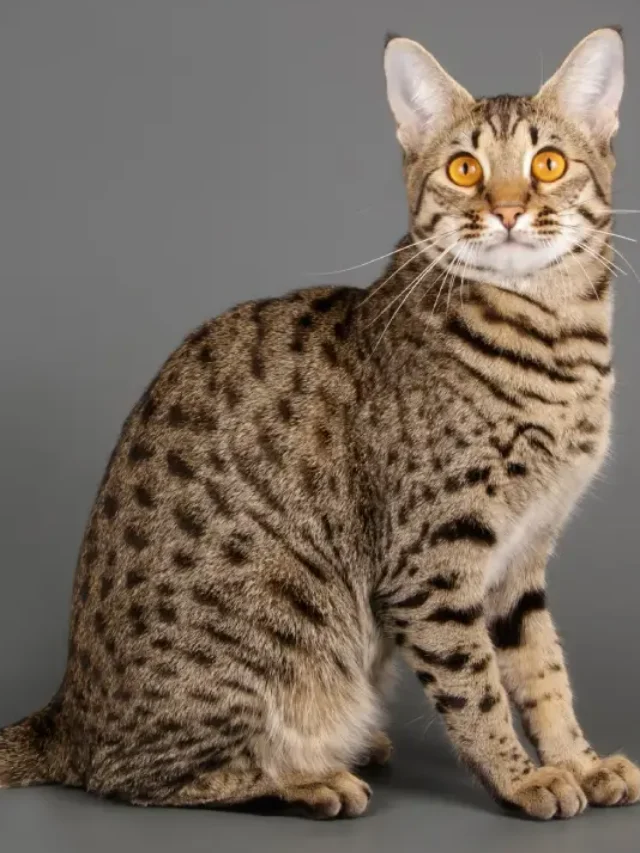 Big Cat Breeds