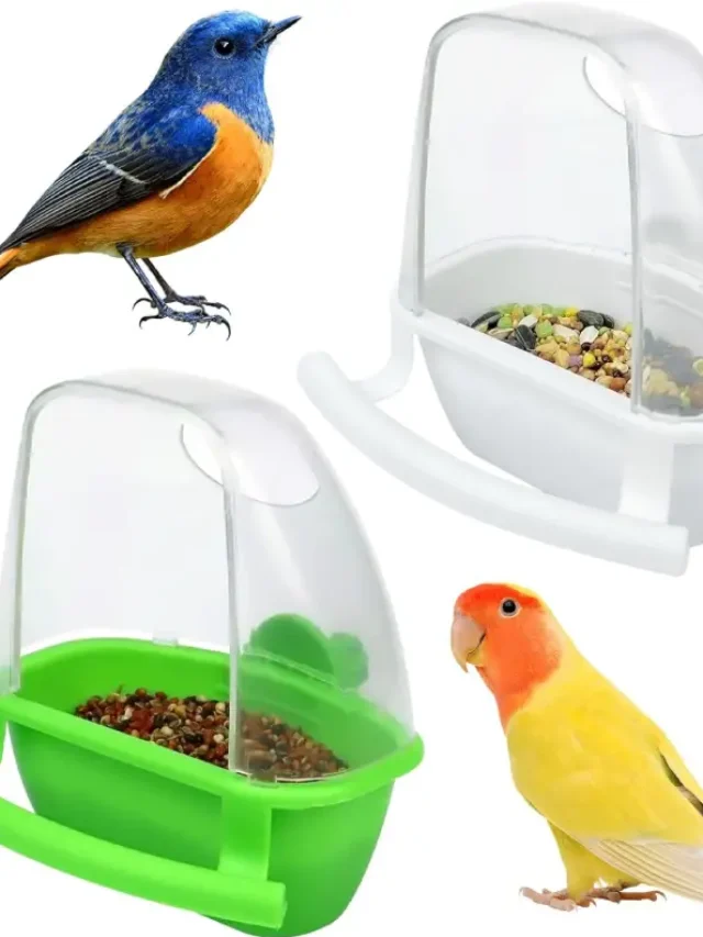 Bird Feeders for Small Birds