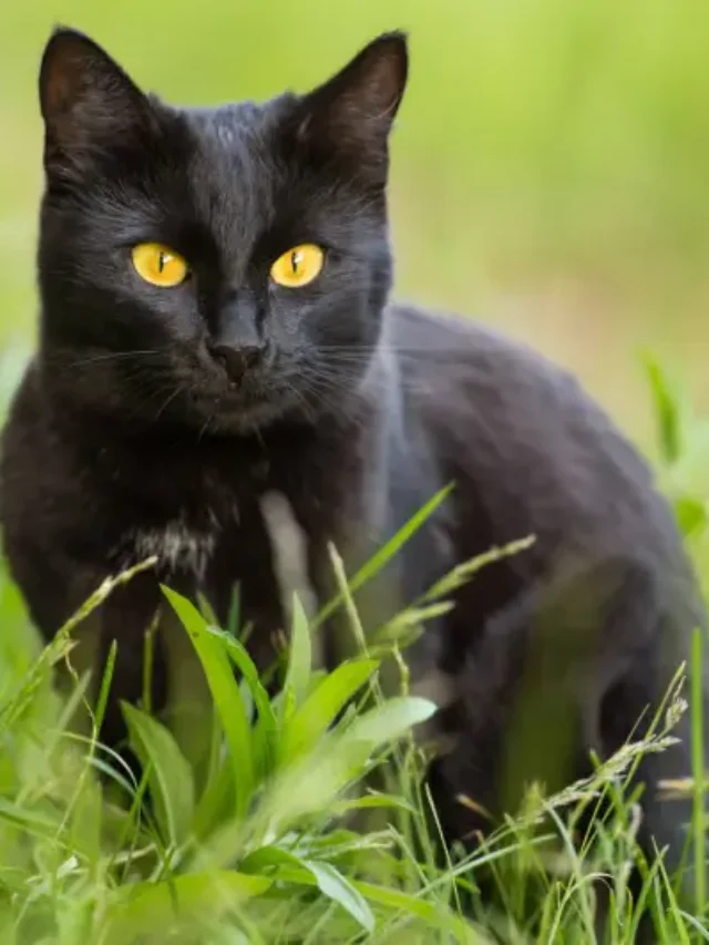 Black Cat Breeds