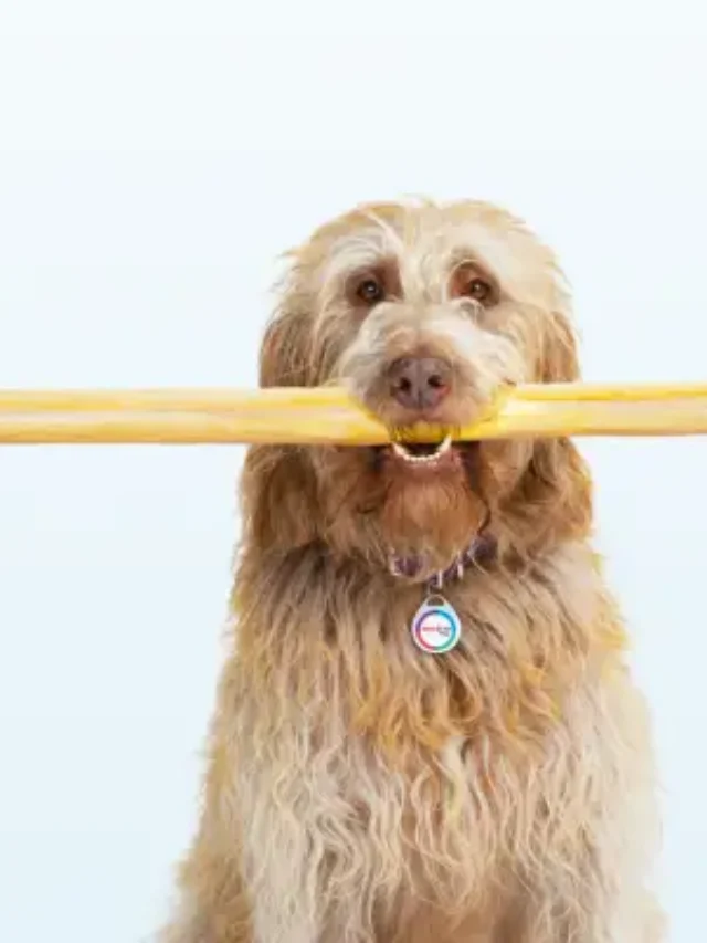 Bravecto for Dogs