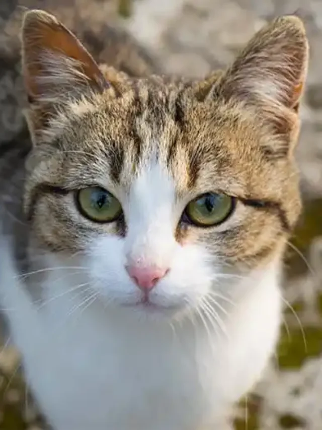 Cat Breeds