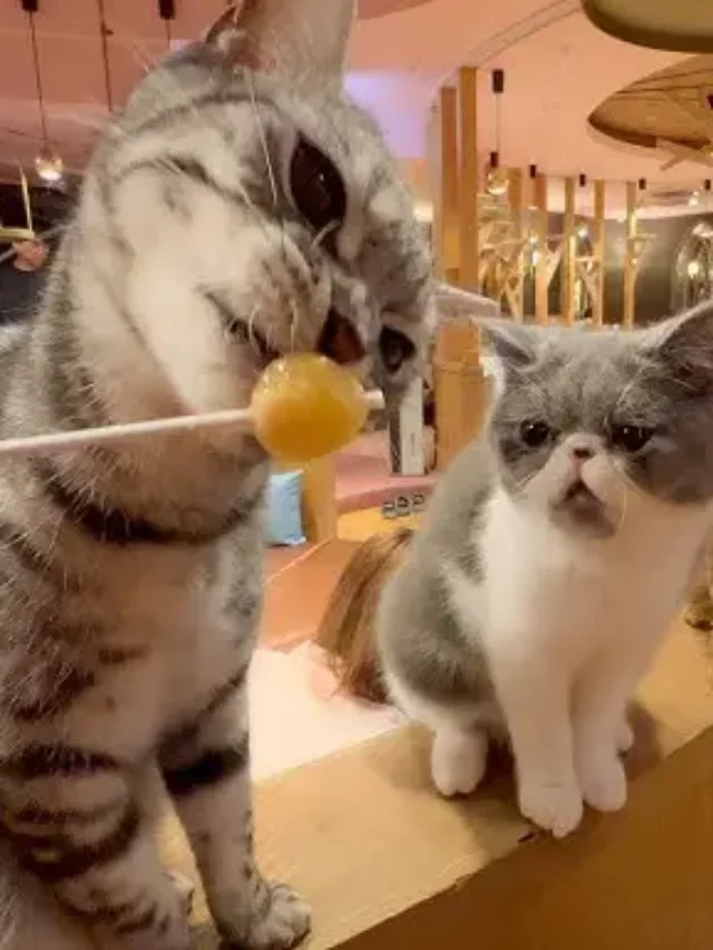 Cat Cafe
