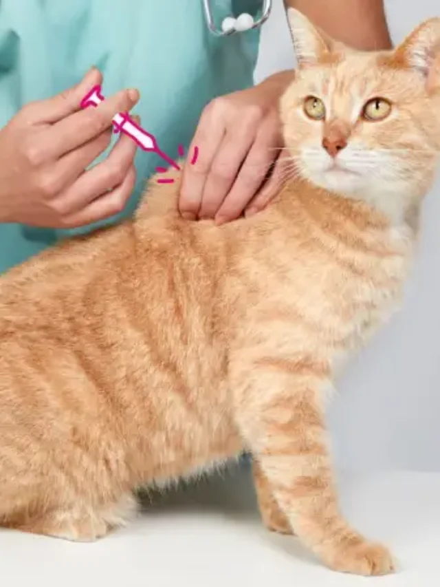 Cat Vaccines