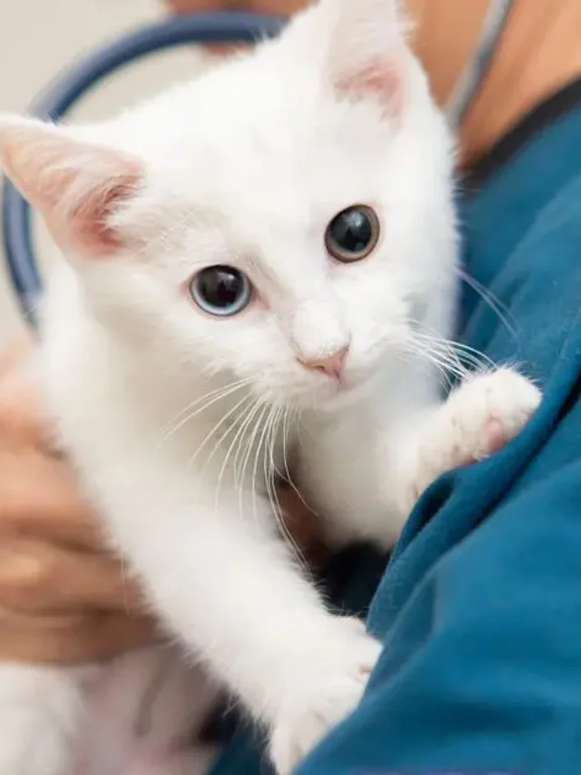 Cat Vet