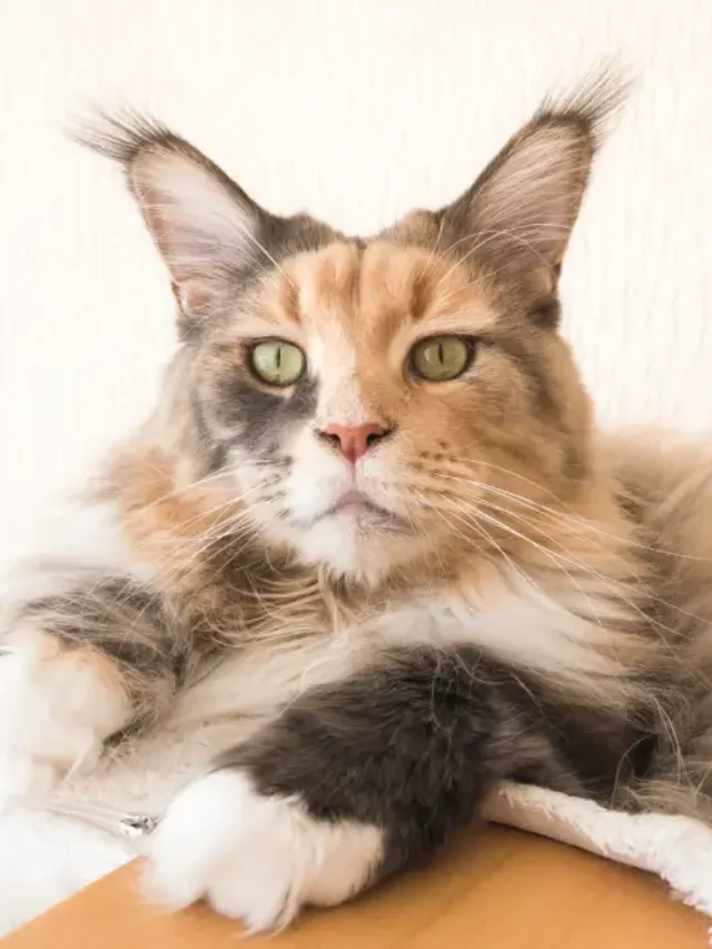 Cats Best