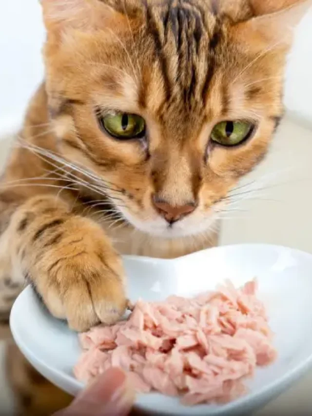 Chewy Cat Food