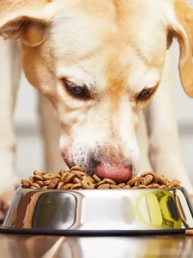 Chewy Dog Food