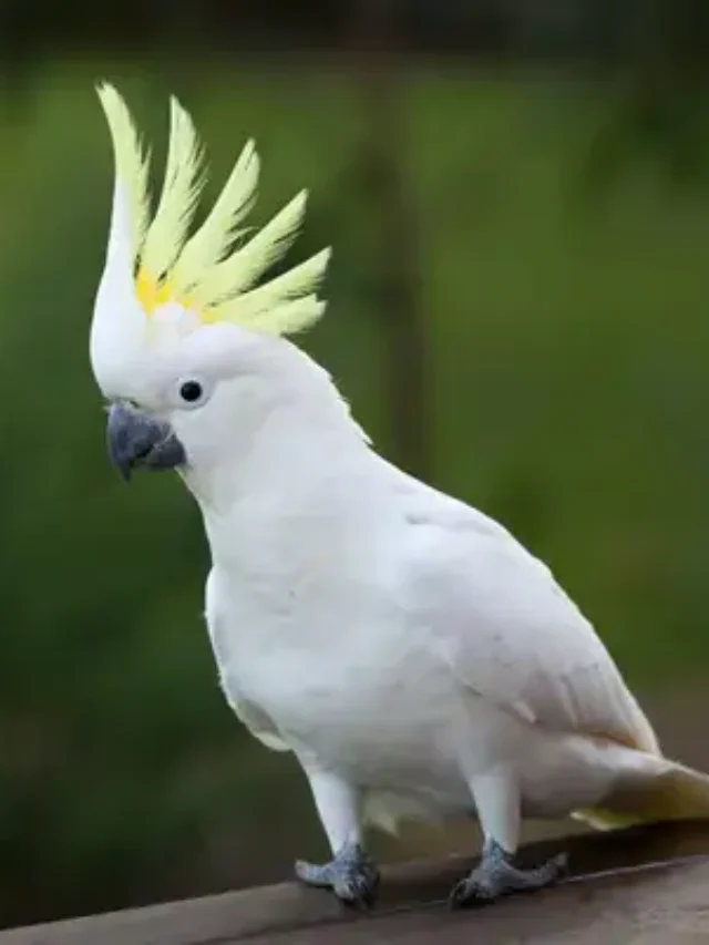 Cockatoos