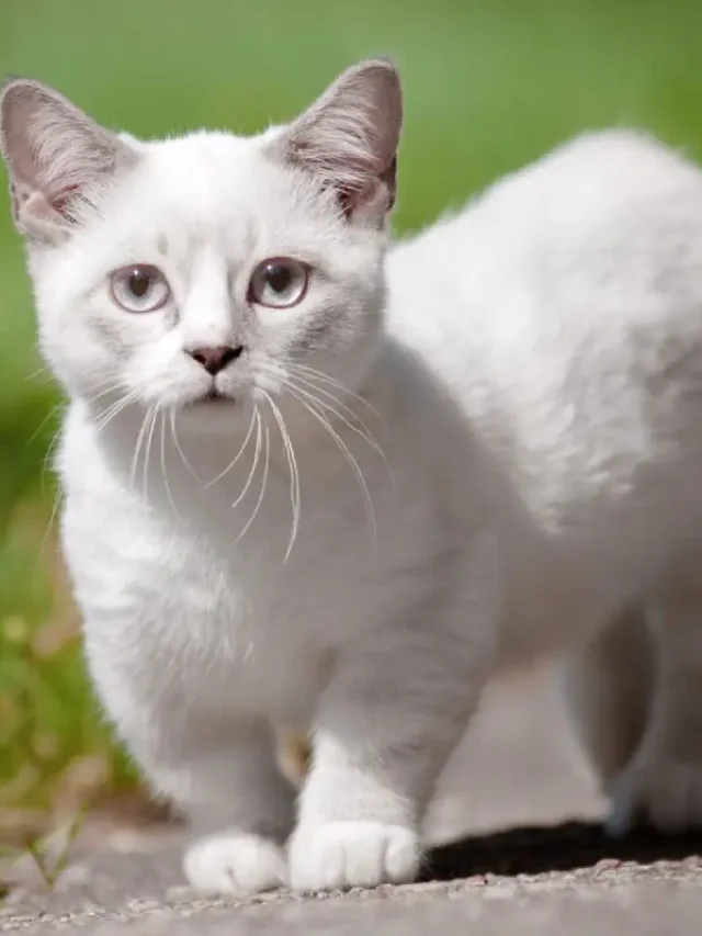Cutest Cat Breeds