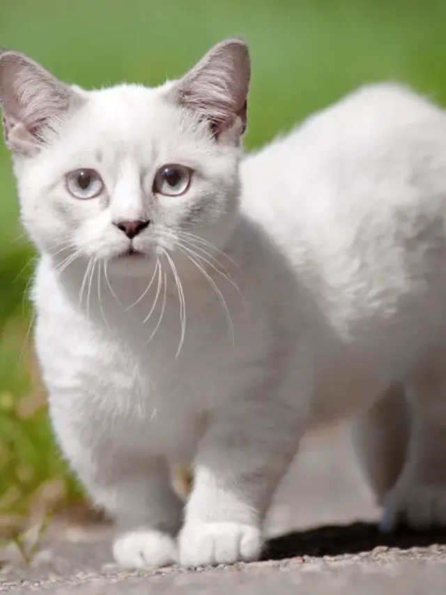 Cutest Cat Breeds