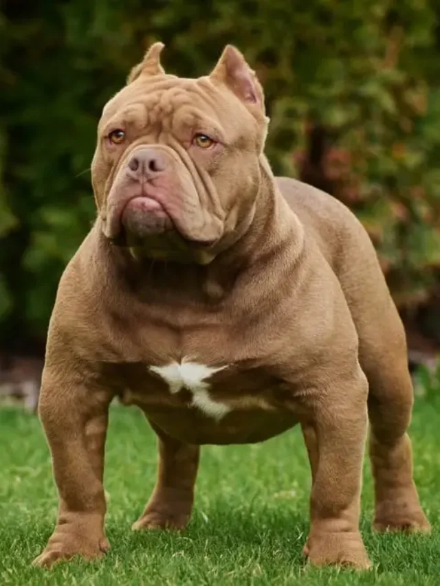 Dangerous Dog Breeds