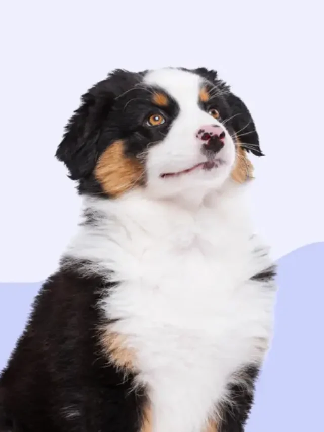 Dangerous Nuts for Dogs