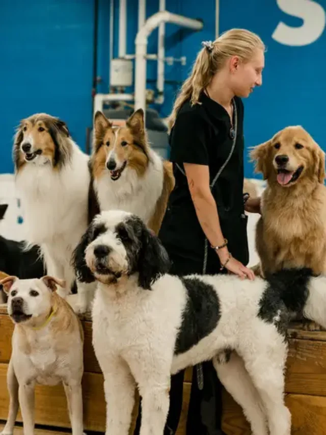 Dog Daycare