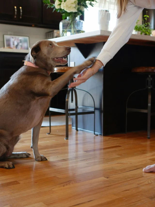 Pet Dog Image6