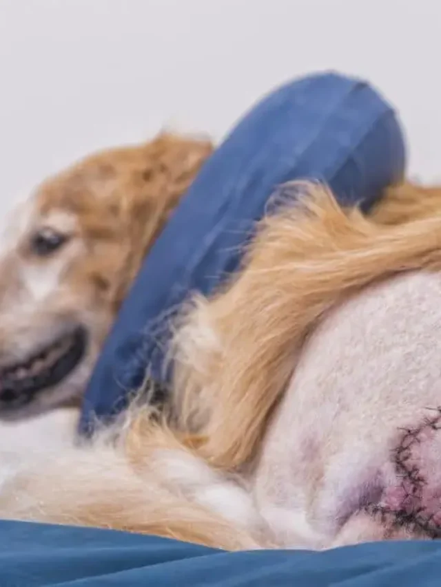 Dog Stitches Healing Stages Pictures