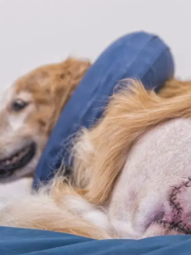 Dog Stitches
