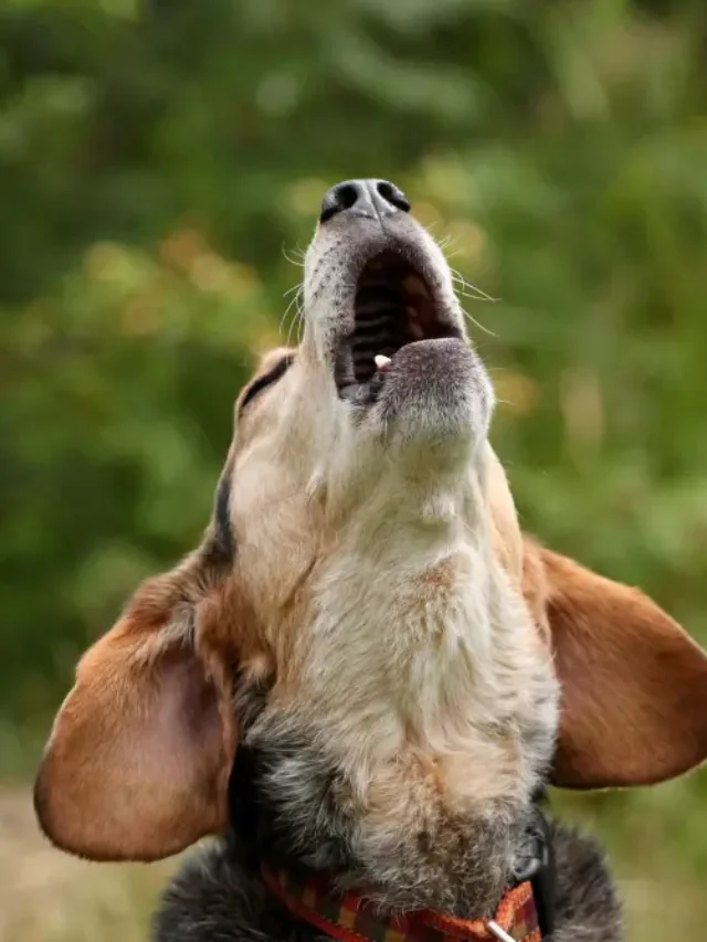 Dogs Howl at Sirens