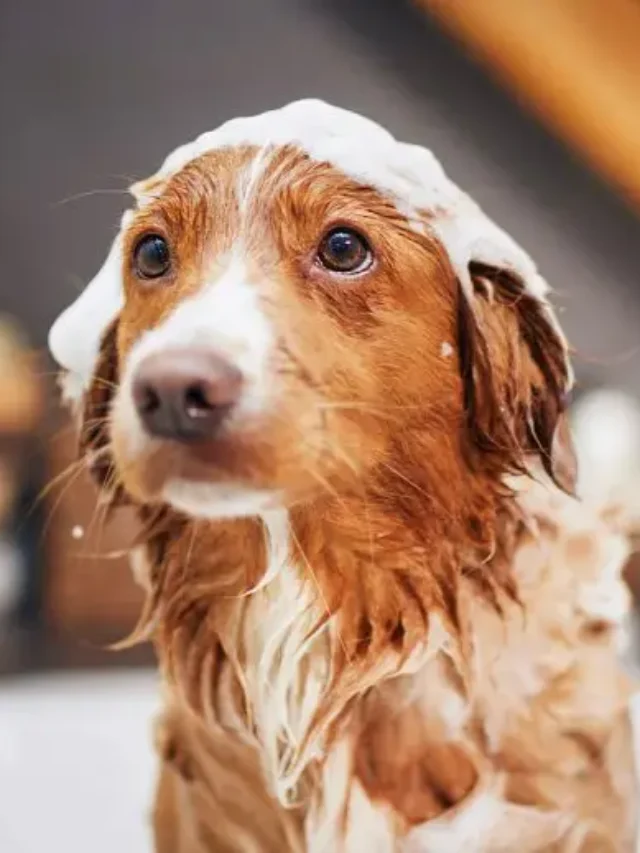 Flea Treatments for Dogs