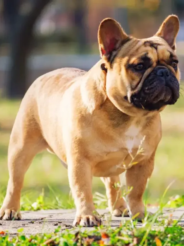 French Bulldogs