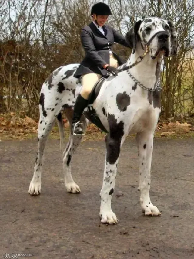 Giant Dane Dog