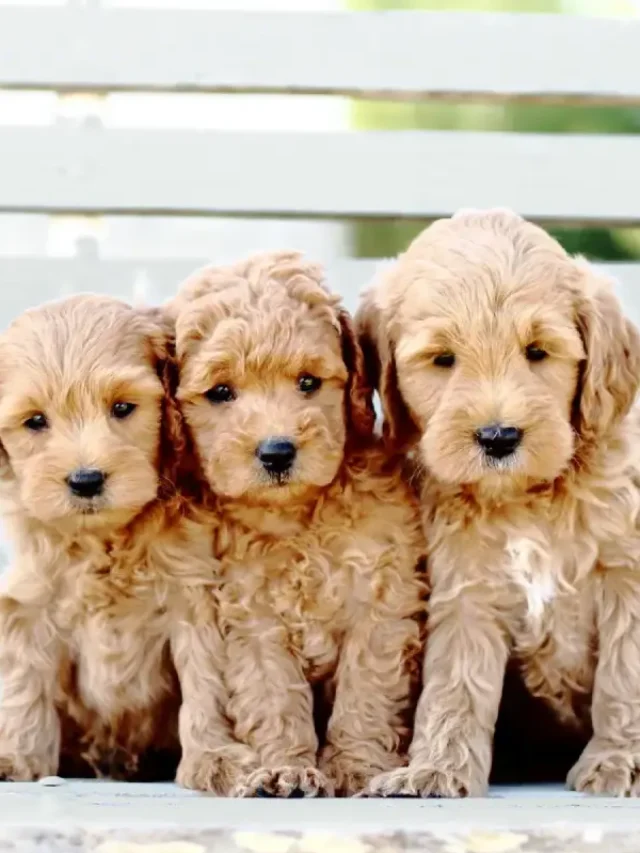 Golden Doodle Puppies