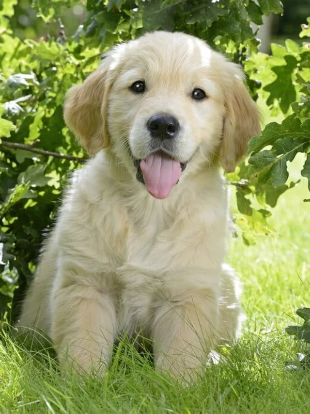 Golden Retriever image