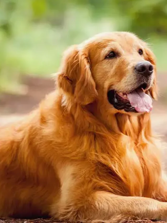 Golden-retriever- Dog