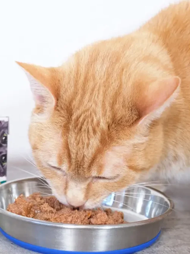 Highest Quality Cat Food