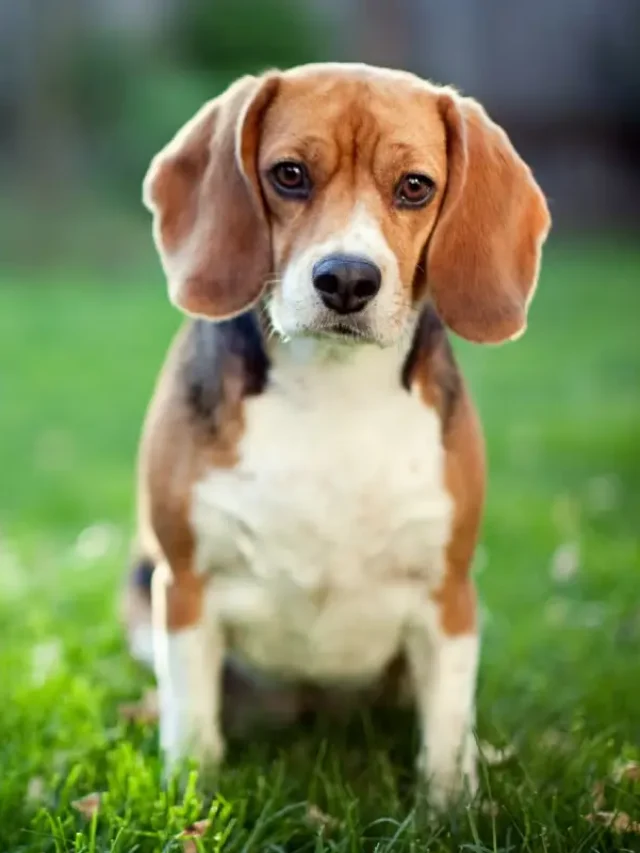 Hound Dog Breeds