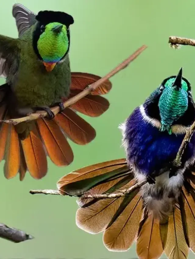 Hummingbird