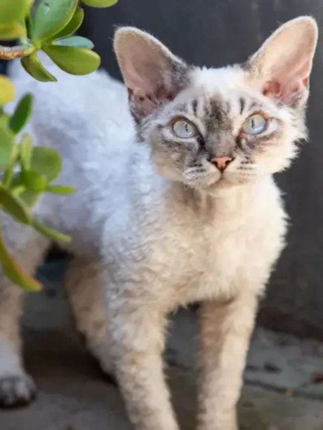 Hypoallergenic Cats