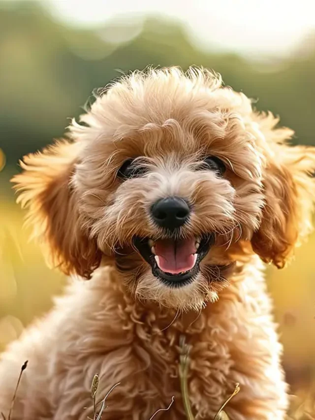Hypoallergenic Dogs