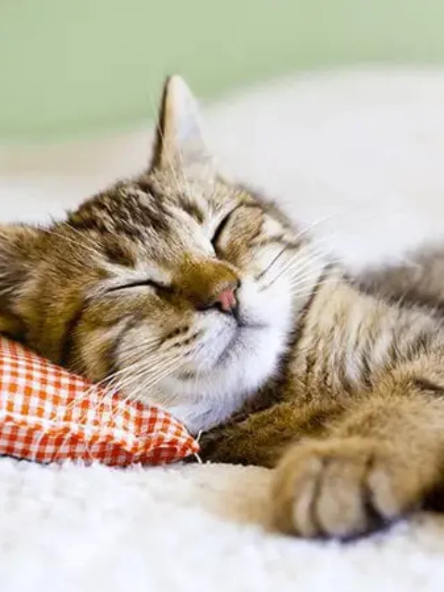 Kitten Care